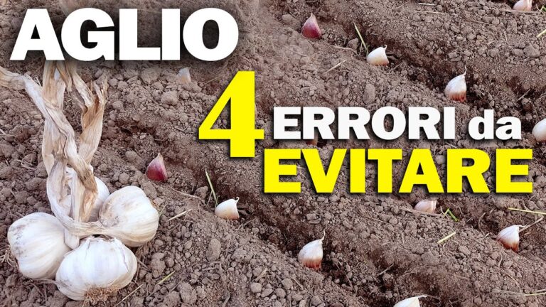 Tecniche Efficaci di Concimazione per Aglio Sano e Produttivo