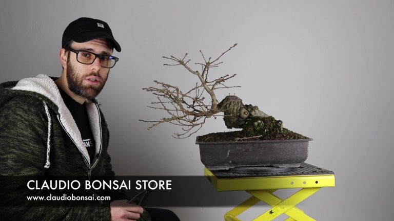 Guida alla Potatura del Bonsai in Inverno