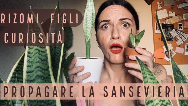 Crescita e Cura dei Nuovi Getti di Sansevieria
