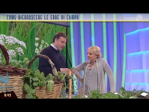 Nomi dei Fiori di Campo: Guida Completa alla Flora Selvaggia