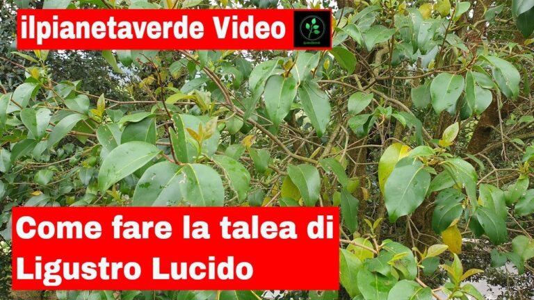 Coltivazione e Cura del Ligustro Foglia Grande