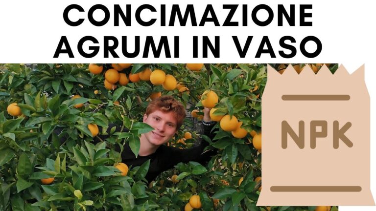Guida alla Concimazione dei Limoni in Vaso