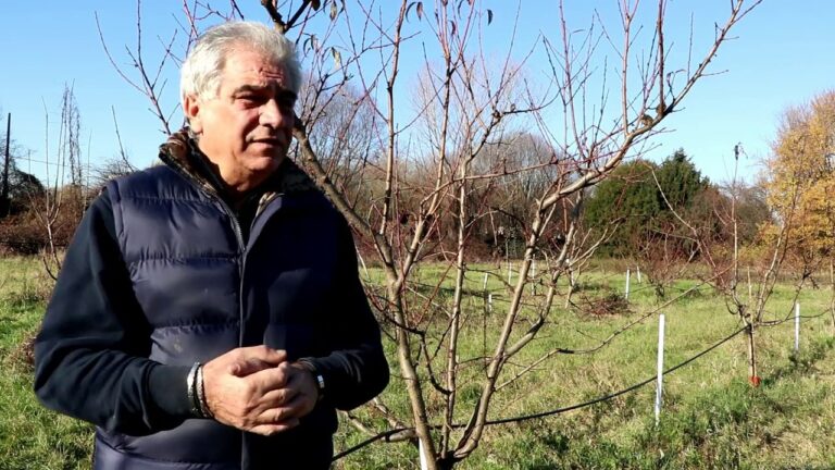Guida al Trattamento delle Piante da Frutto in Inverno