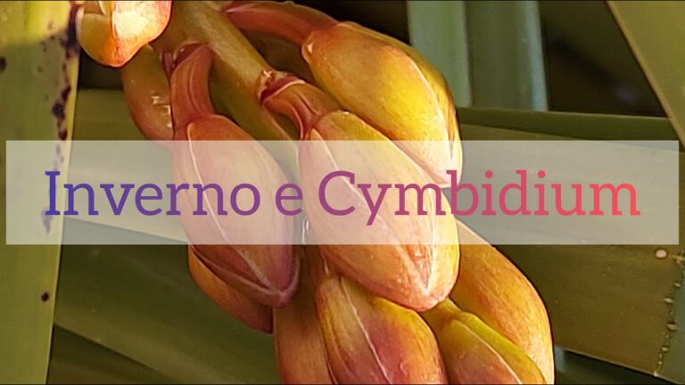 Guida alle Orchidee Invernali: Cura e Coltivazione