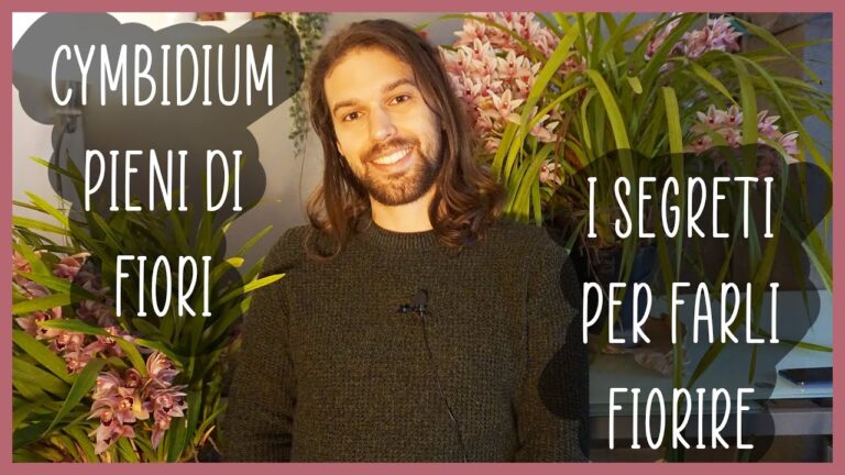 Cymbidium: Guida ai Getti Floreali Ottimali