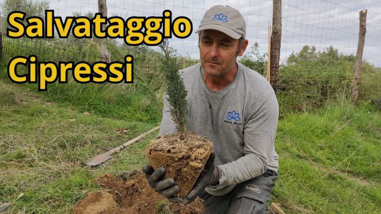 Cipresso: Soluzioni ai Problemi delle Radici