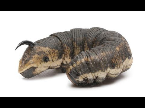 Il misterioso bruco verde con corno: curiosità e habitat