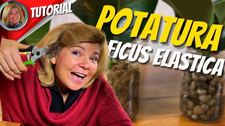 Guida alla Potatura del Ficus Robusta