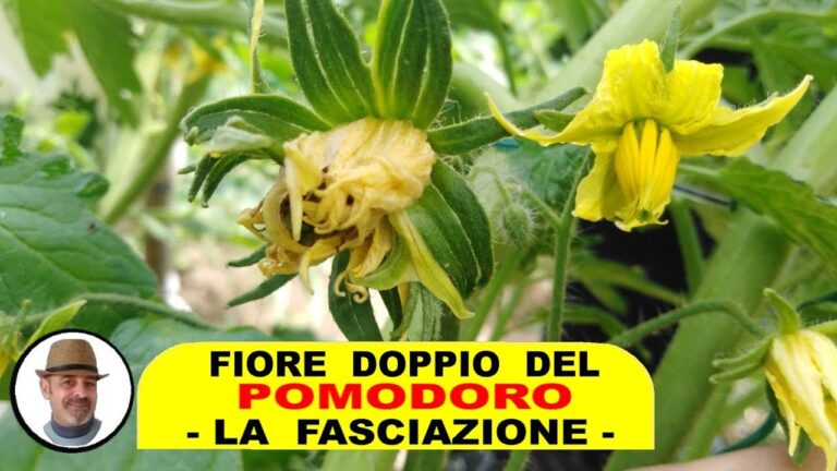 La Magia della Parte Gialla del Fiore