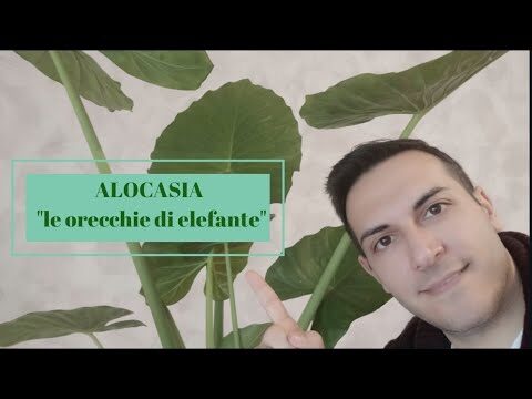 Guida Completa per Curare l’Alocasia