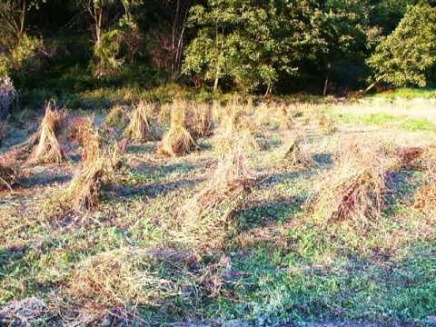 Guida alla Coltivazione del Grano Saraceno