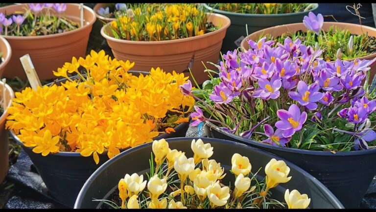 Crocchi Fiori: Stile e Innovazione nella Decorazione Floreale