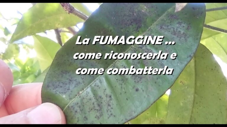 Fumaggine di Oleandro: Cause e Rimedi Efficaci