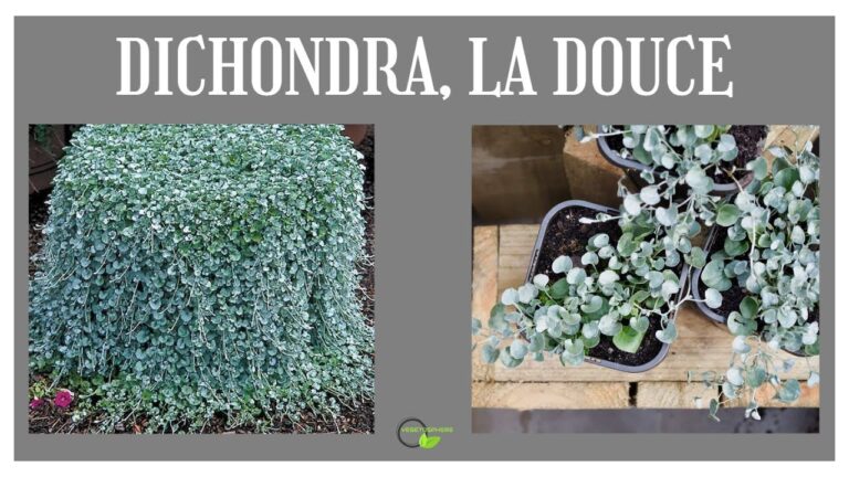 Dichondra Argentea: Il Tocco Verde Ideale per il Tuo Balcone