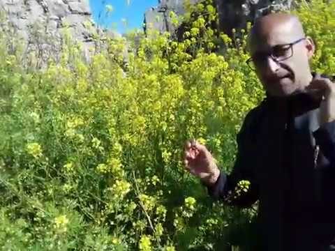 Fiori Bianchi: Scopri le Piante Selvatiche più Belle