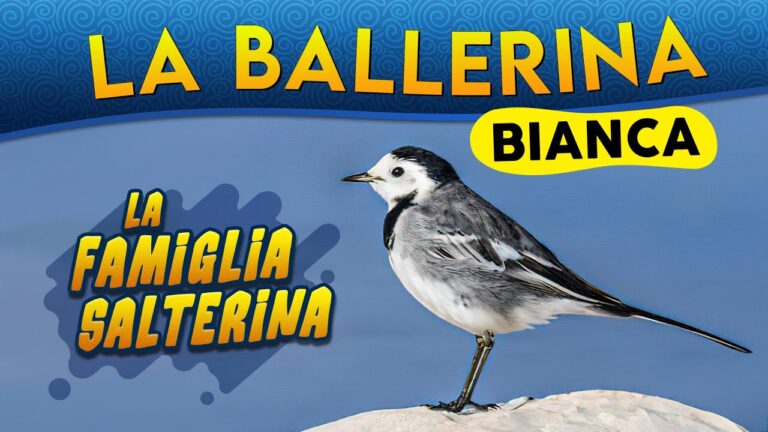 Il Fascino dell’Uccellino Grigio e Nero