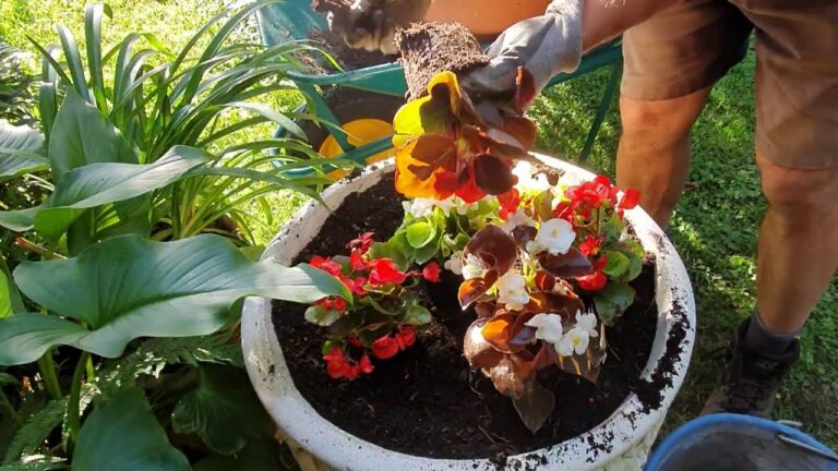Begoniette: Guida alla Coltivazione in Pieno Sole