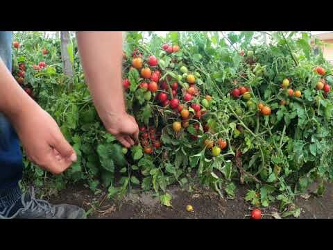 Ottimizza la Tua Produttivit&agrave; con il Metodo Pomodoro Frassino