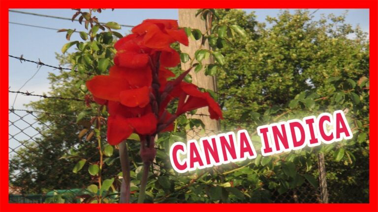 Canna d’India: Guida alla Coltivazione e Cura della Pianta