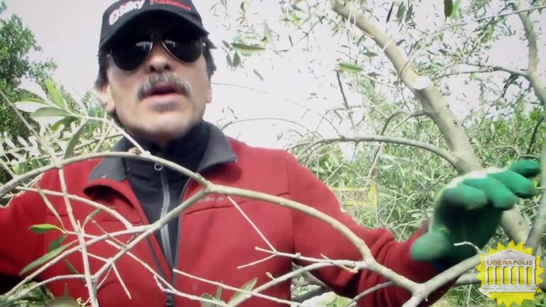Rinascita dell’Ulivo: Trattamenti per Rami Secchi