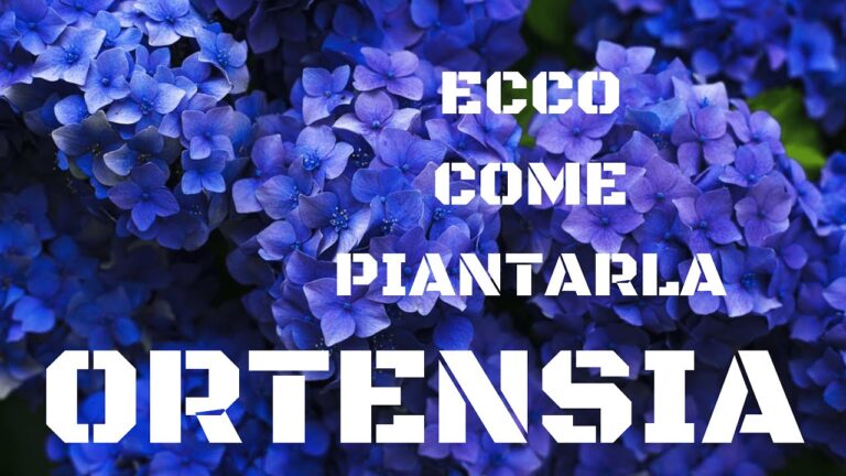 Guida alla Distanza Ideale per Piantare le Ortensie