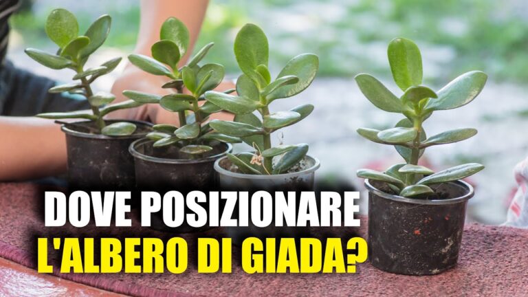 Il Significato Esoterico della Calla