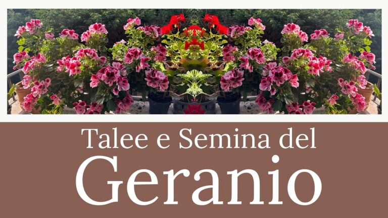 Benefici e Usos dei Semi di Gerani