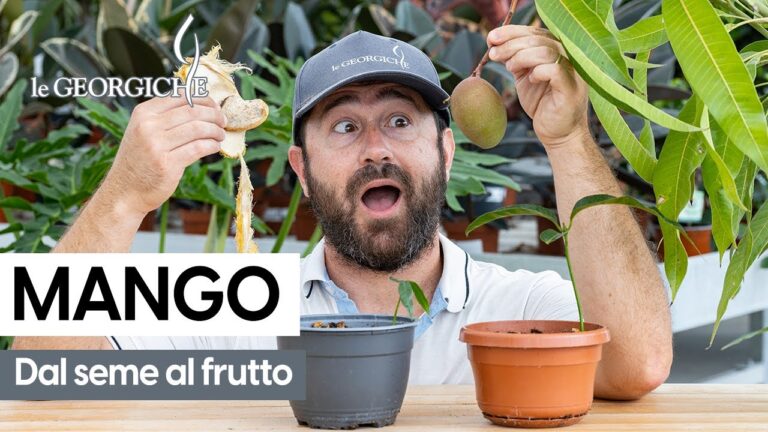 Scopri il Fascino delle Piante Tropicali: Guida al Nome e alle Caratteristiche
