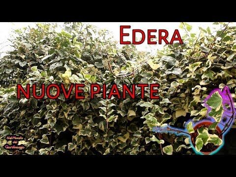 Guida alle Piante di Edere: Cura e Coltivazione Efficace