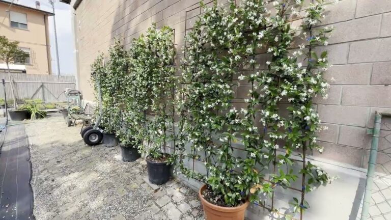 Guida alla Cura delle Siepi di Gelsomino in Inverno