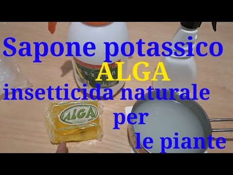 Scopri le Piante Saponifere: Benefici e Utilizzi