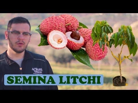 Il Licis: Scopri il Frutto Esotico e le Sue Proprietà Nutrienti