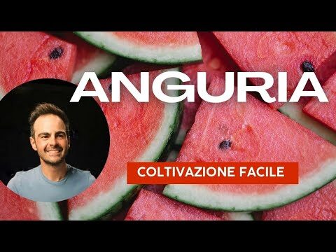 Guida alla Semina dell’Anguria: Tempistiche e Tecniche Optimal