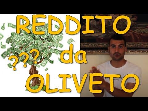 Produzione di Olio: Quanti Litri da 100 Alberi d’Ulivo?