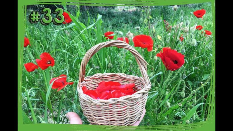 I Papaveri: Bellezza e Pericolo del Veleno