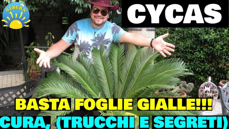 Cycas Morta: Cura e Coltivazione della Pianta Preistorica