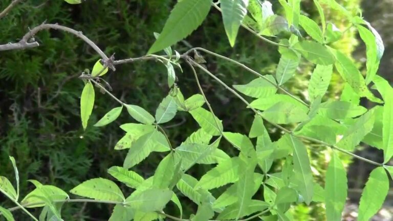 La Pianta Aromatica che Profuma di Limone