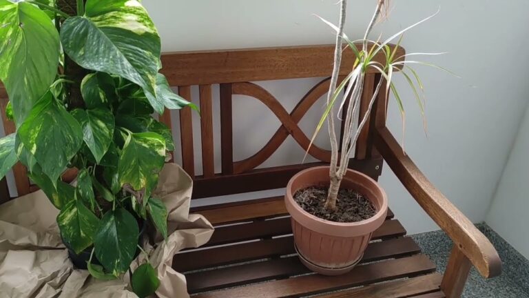 Dracena: Soluzioni per Foglie Accartocciate