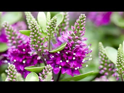 Heba Veronica: Innovazione e Creativit&agrave; nel Mondo Contemporaneo