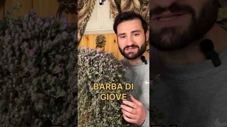 Barba di Giove Perenne: Segreti e Benefici della Pianta Eterna