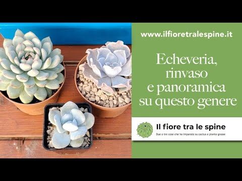Echeveria: La Pianta Grassa che Fiorisce con Stile