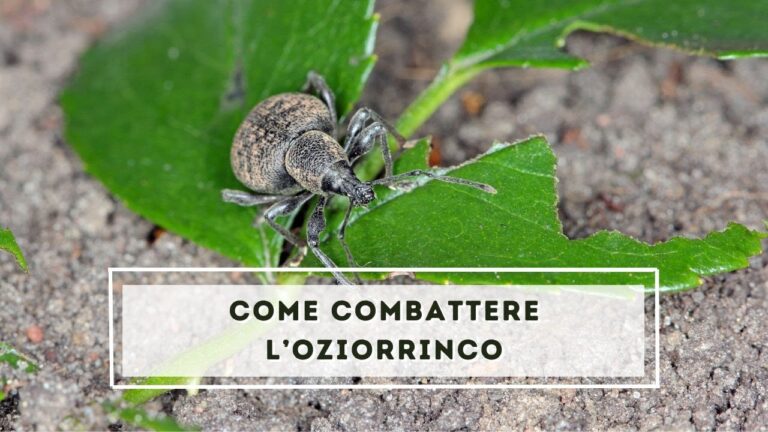Insetticidi Efficaci contro l’Oziorrinco