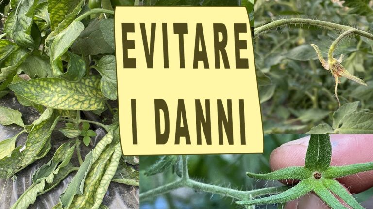 Guida alla Tabella di Concimazione per Pomodori