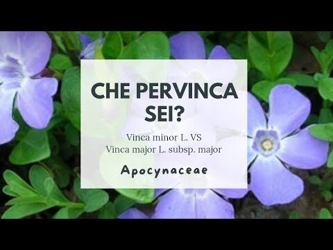 Il Significato della Pervinca: Fiore della Morte e della Rinascita