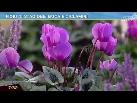 Guida alla Creazione di Aiuole con Erica