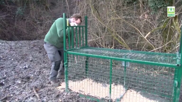 Tecniche Efficaci per Catturare un Cinghiale