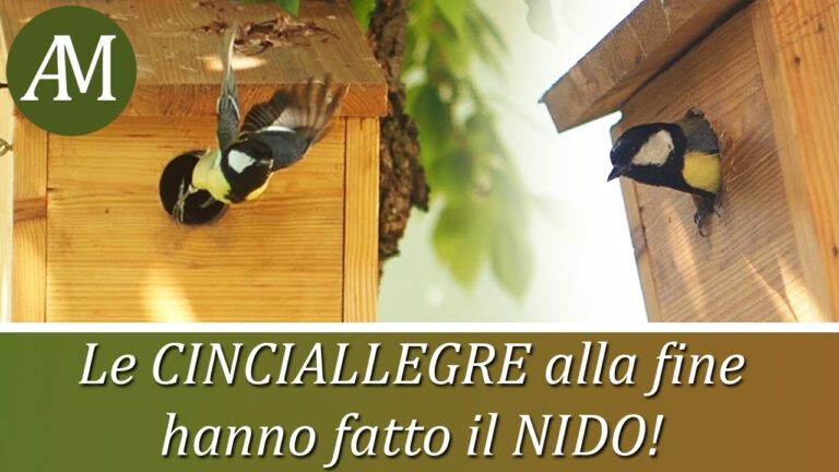Cinciallegra: Come Attirarla in Casa