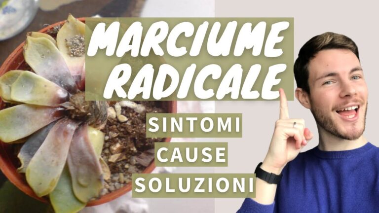 Guida alle Piante Grasse con Foglie Molli: Cura e Caratteristiche