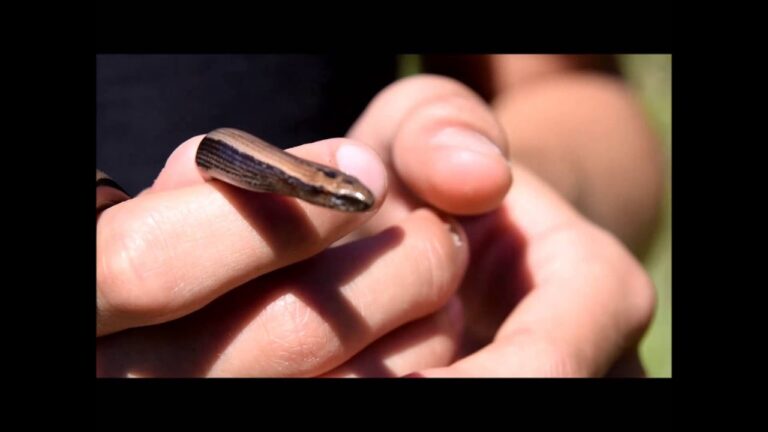 Il Serpente di Orbetello: Un Mito da Scoprire
