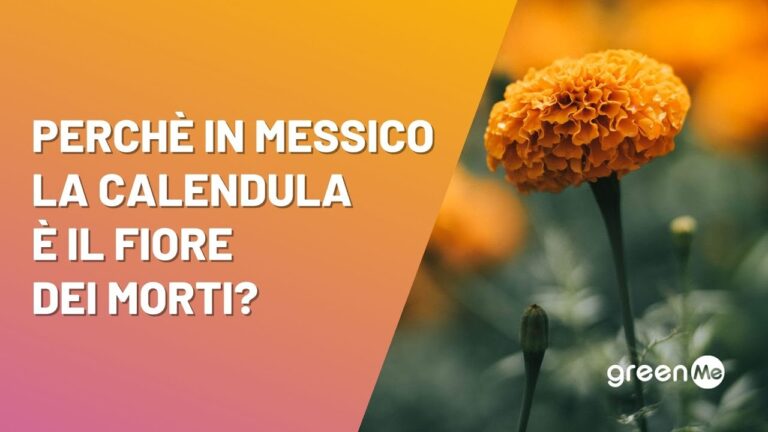Il Significato dei Fiori per i Defunti